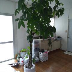 観葉植物大