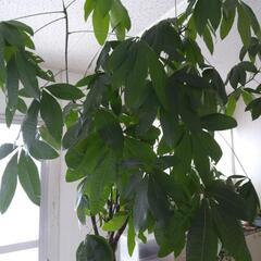 観葉植物大の画像