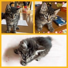子猫ちゃんの里親さん大募集