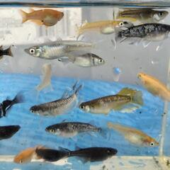 メダカミックスセット15匹