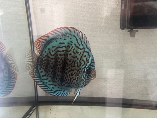 ディスカス
