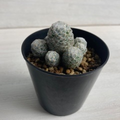 多肉植物　サボテン　マミラリア　札落ち①の画像