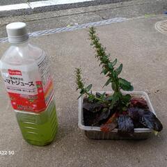 アジュガ・レプタンス＋ワイルドストロベリー/北区から