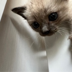受付一時停止中　生まれて15日くらいのシャム猫