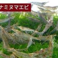 ミナミヌマエビ 1匹/20円