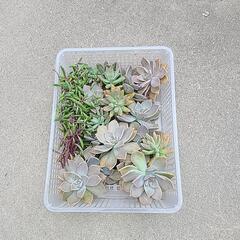 多肉植物 カット苗