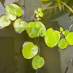  水草  
ヒメチドリ（ヒメガガブタ）
