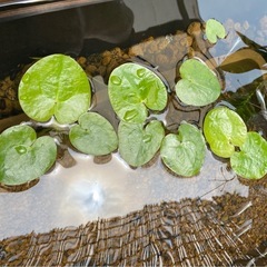  水草  
ヒメチドリ（ヒメガガブタ）の画像