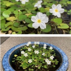  水草  
ヒメチドリ（ヒメガガブタ）の画像
