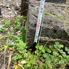 庭に使える長方形の敷石⑩の画像