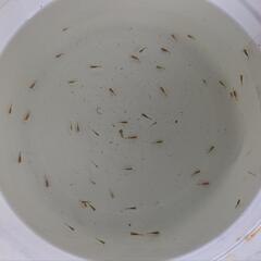 東錦　稚魚②