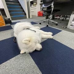 20代大活躍中💖幸せを運ぶ犬サモエドに会えるかも🐶✨必要なのは車免許だけ🔰平成生まれ限定⭐️ラック屋💫の画像