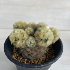 多肉植物　サボテン　マミラリア　仏頭カルメナエ①の画像