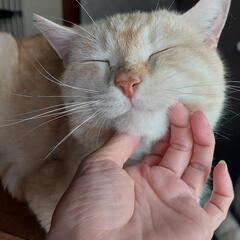 猫の砂などご支援頂けると幸せます😺