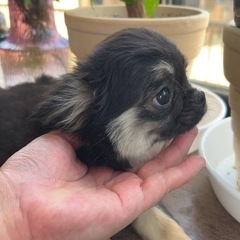 かわいく成長中❣️ご家族様からのお迎えを待っています💕