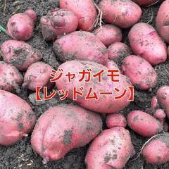 No.169　しっとり系の美味しいジャガイモ‼️①ジャガイモ【レ...