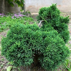 植物　①
