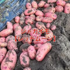 No.170　しっとり系の美味しいジャガイモ‼️①ジャガイモ【レ...