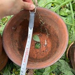 素焼き植木鉢③