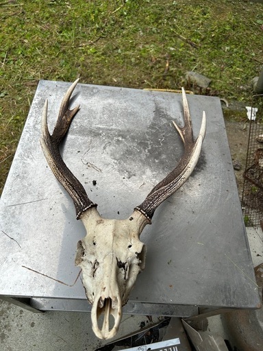 鹿　頭骨と角　最終値下げ