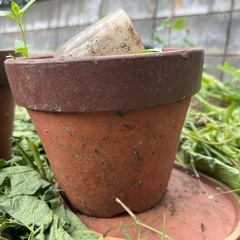 素焼き植木鉢④の画像