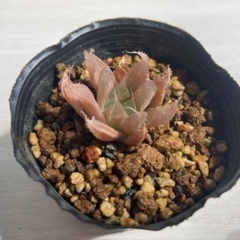多肉植物　ハオルチア　札落ち①の画像