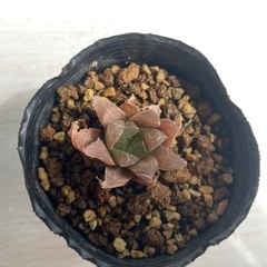 多肉植物　ハオルチア　札落ち①の画像