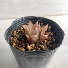 多肉植物　ハオルチア　札落ち①の画像