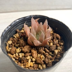 多肉植物　ハオルチア　札落ち①の画像