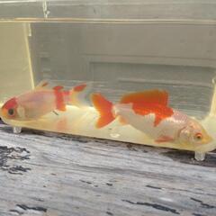 金魚　２匹