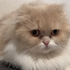 【避妊済】スコティッシュフォールド 