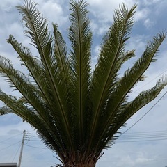 ソテツ 　そてつ 蘇鉄 庭木　インテリア　植木　　の画像
