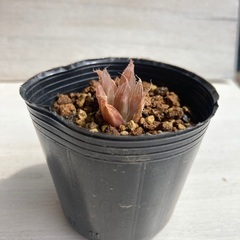 多肉植物　ハオルチア　札落ち②の画像