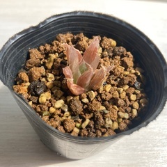 多肉植物　ハオルチア　札落ち②の画像