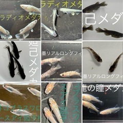 修正版　予告　メダカ　めだか　稚魚　１０匹〜１５匹　５００円の画像