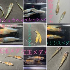 修正版　予告　メダカ　めだか　稚魚　１０匹〜１５匹　５００円の画像
