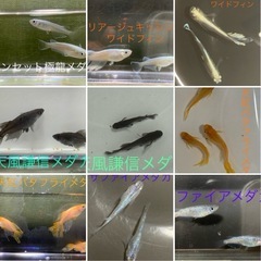 修正版　予告　メダカ　めだか　稚魚　１０匹〜１５匹　５００円の画像