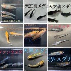 修正版　予告　メダカ　めだか　稚魚　１０匹〜１５匹　５００円の画像