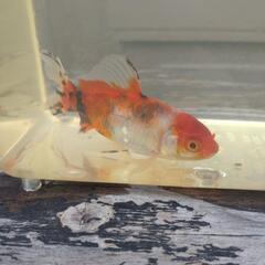 金魚　朱文金　２匹の画像