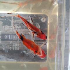 金魚　朱文金　２匹