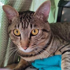 【里親募集】10ヶ月の猫ちゃん