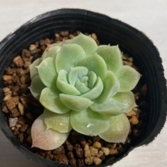 多肉植物　アルバビューティー①