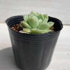 多肉植物　アルバビューティー①の画像