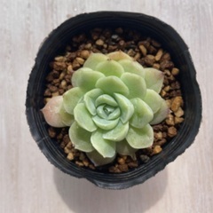 多肉植物　アルバビューティー①の画像