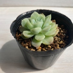多肉植物　アルバビューティー①の画像