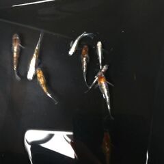 めだか【三色体外光 A】