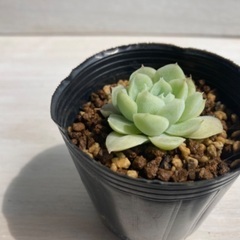 多肉植物　アルバビューティー②の画像