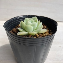 多肉植物　アルバビューティー②の画像