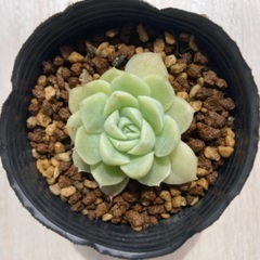 多肉植物　アルバビューティー②