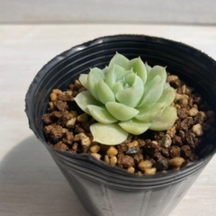 多肉植物　アルバビューティー②の画像
